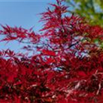 Acer palmatum 'Red Dragon'