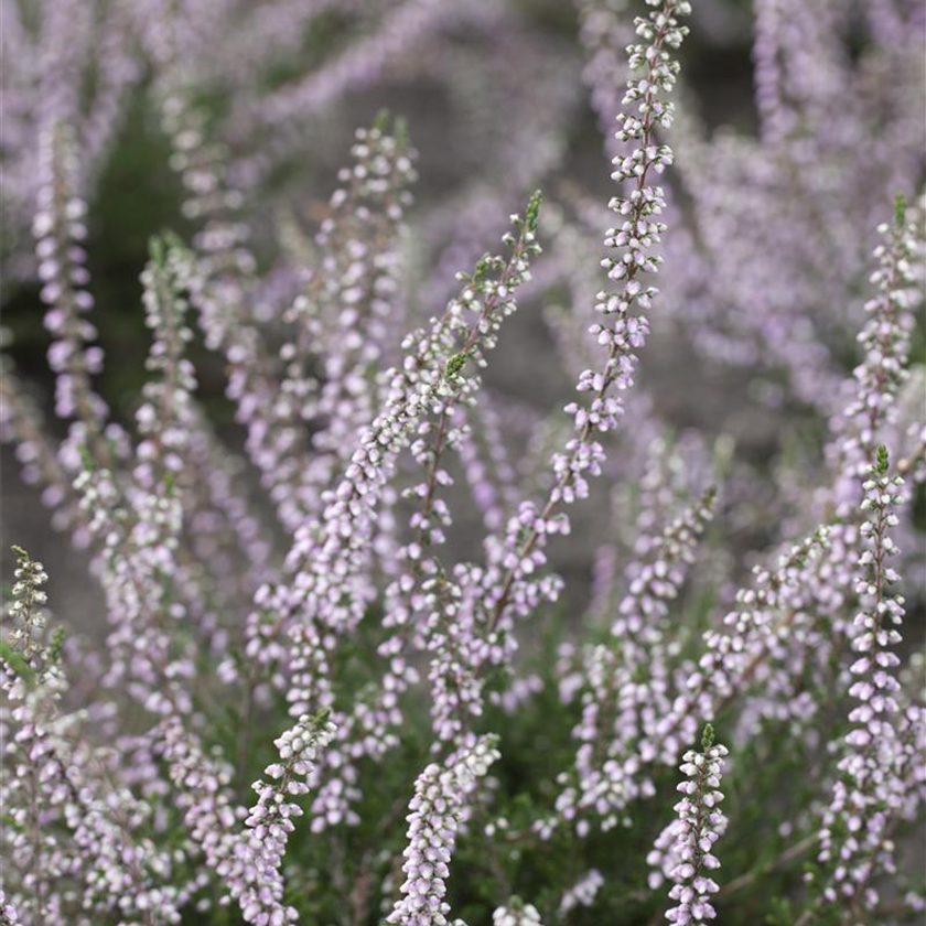 Calluna vulgaris 'Peter Sparkes'