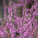 Calluna vulgaris 'Red Favorit'®