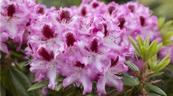 Rhododendron Hybride (großblumig) (GS492430.jpg) Rhododendron Hybride (großblumig) (GS492430.jpg)
