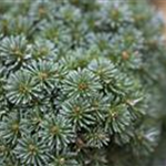 Abies koreana 'Blauer Eskimo'