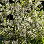 Aronia melanocarpa